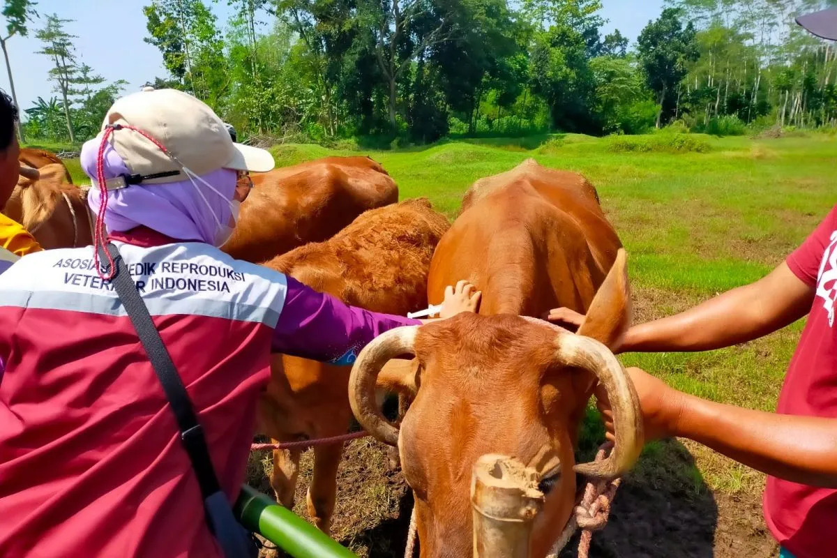 Petugas memberikan vaksin LSD kepada hewan ternak sapi di Lumajang. Foto: Antara