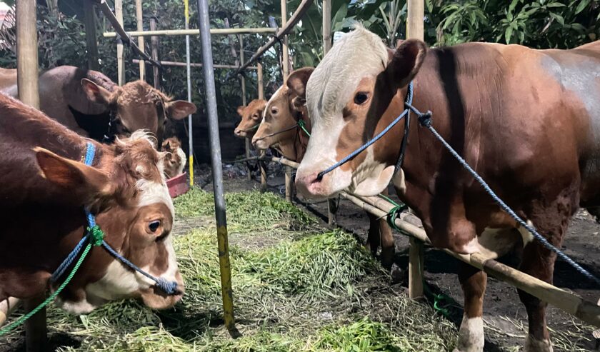 Sapi yang disediakan BWD Farm di Jalan Bendul Merisi Selatan, Kamis (16/5/2024). Foto: Firman magang suarasurabaya.net