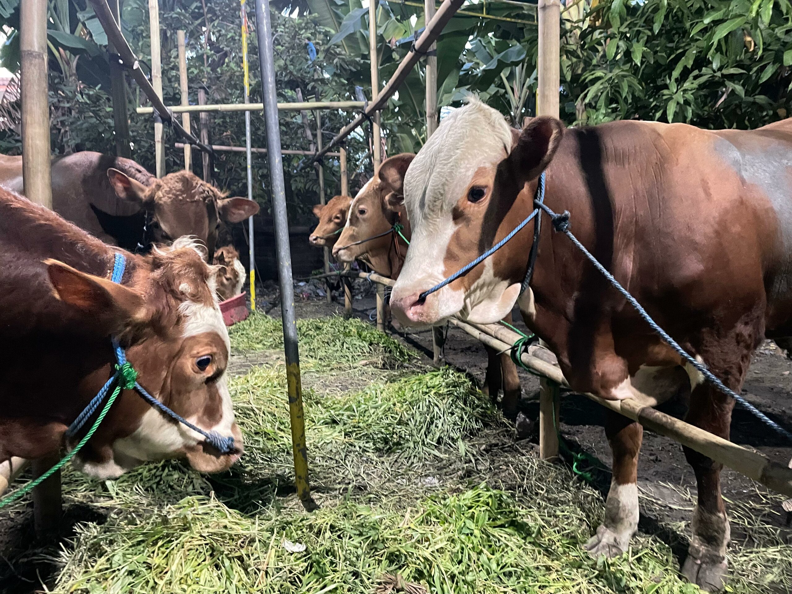 Sapi yang disediakan BWD Farm di Jalan Bendul Merisi Selatan, Kamis (16/5/2024). Foto: Firman magang suarasurabaya.net