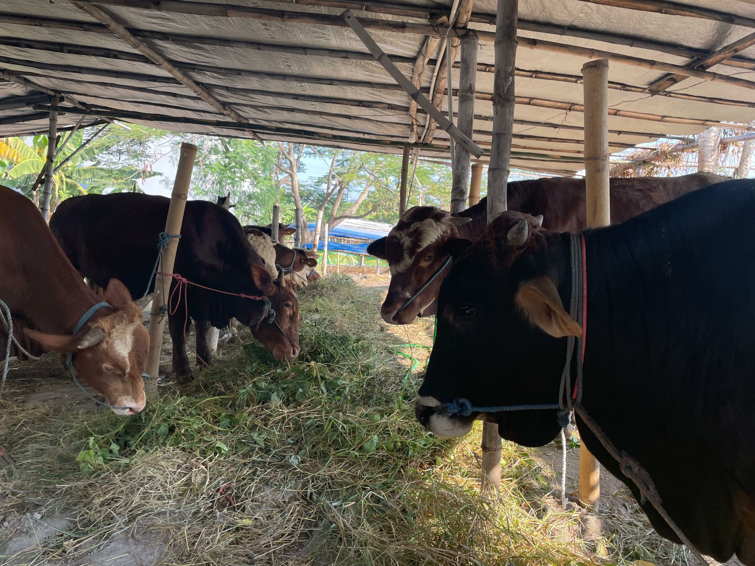 Beberapa ekor sapi yang sudah disediakan peternakan H Gartaman untuk Lebaran Iduladha 1445 H, Kamis (16/5/2024). Foto: Firman magang suarasurabaya.net