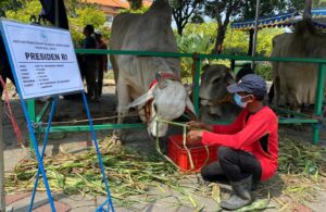 Sapi Kurban Jokowi Presiden di Masjid Al Akbar