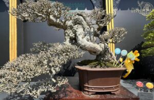 Pameran Bonsai dan Suiseki Internasional di Surabaya