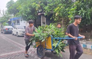 Sambut Musim Hujan, Warga RT 2 RW 9 Kebraon Kerja Bakti Pangkas Pohon